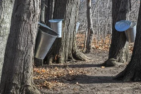 Maple Syrup Buckets Hang on Trees in Bronte Creek Stock Photos