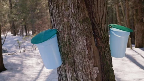Maple Syrup Collection in a Snowy Maple Forest, Mid Shot, 4K Stock Footage 257711916