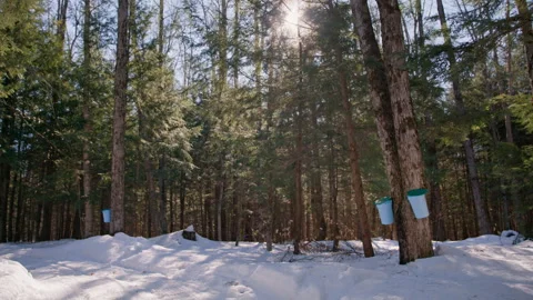 Maple Syrup Collection in a Snowy Maple Forest, Wide Shot, 4K Stock Footage 257711918
