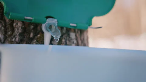 Maple Syrup Collection in a Snowy Maple Forest, Close Up Shot, 4K Stock Footage 257712173