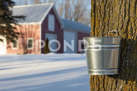 Maple syrup tapping Stock Photos