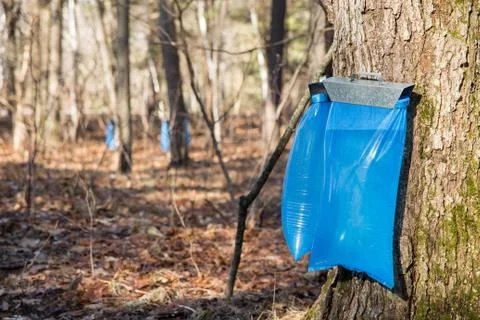 Maple Syrup Tapping in the Spring Stock Photos