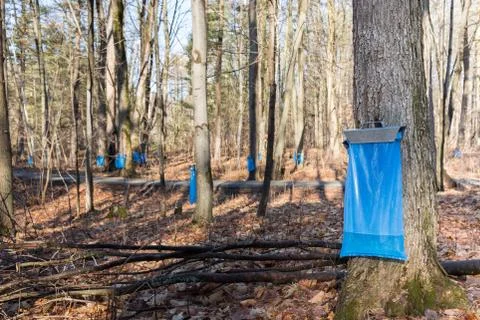 Maple Syrup Tapping in the Spring Stock Photos