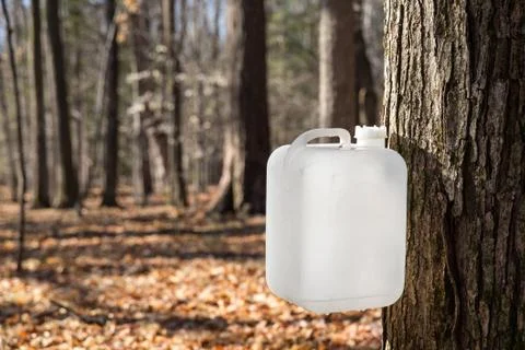 Maple Syrup Tapping Using a White Collection Bottle Stock Photos