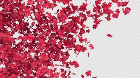 Maple Transition on Alpha Channel Stock Footage 253558288