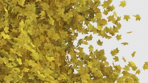 Maple Transition on Alpha Channel Stock Footage 288422431