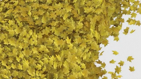 Maple Transition on Alpha Channel Stock Footage 295931572