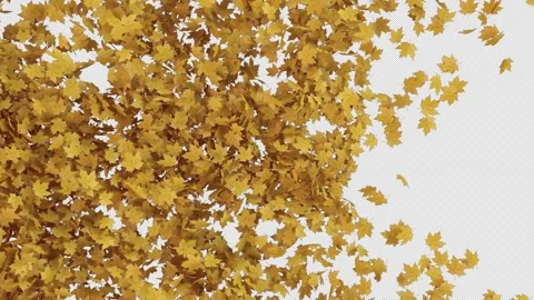 Maple Transition on Alpha Stock Footage 254769111