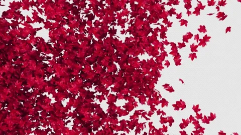 Maple Transition on Alpha Stock Footage 255629771