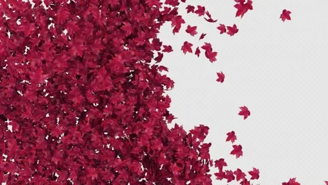 Maple Transition on Alpha Stock Footage 259609103