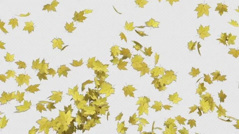 Maple Transition Stock Footage 252572818