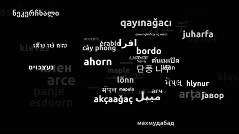 Maple Translated in 56 Worldwide Languages Endless Looping 3d Zooming Wordclo Video stock 145203716