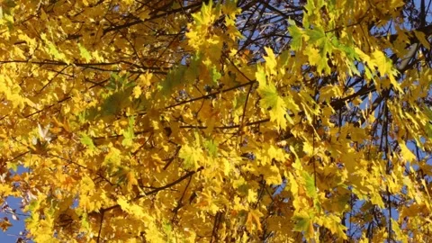 Maple tree (Acer platanoides) in autumn. 3575 Stock Footage 142997401