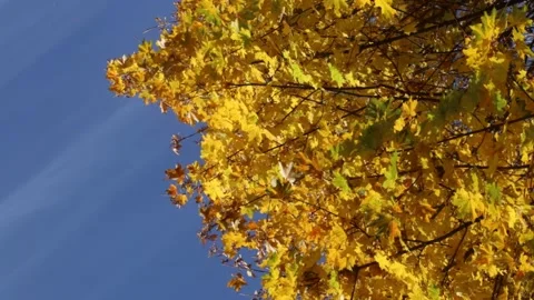 Maple tree (Acer platanoides) in autumn. 3576 Stock Footage 142997446