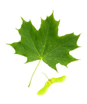 Maple Tree (Acer Platanoides) leaf with Fruit (Samara) Green Maple tree (A... Stock Photos
