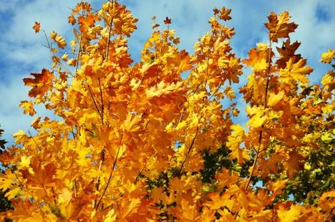 Maple tree and branches in sunset Stock Photos