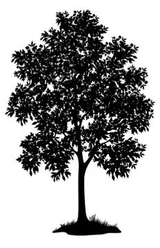 Maple tree and grass, silhouette Stock Illustration