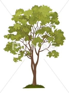 Maple tree and green grass Stock Illustrationen