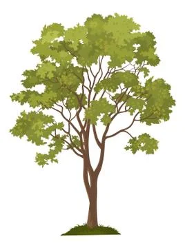 Maple tree and green grass Stock Illustration