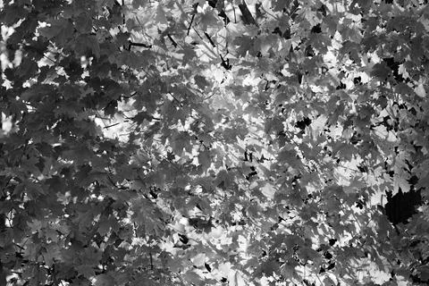 Maple tree and sun covered with leaves in black and white Stock Photos