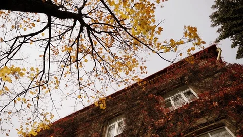 Maple tree and wild grape leaves on the building. Slow motion Vídeos de archivo 129847724