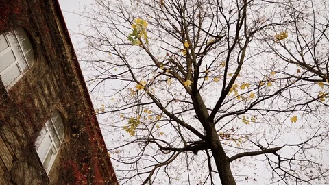 Maple tree and wild grape leaves on the building. Slow motion Stock Footage 129847751