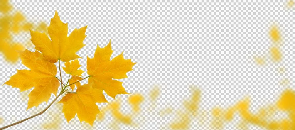 Maple tree autumn branch isolated transparent png Stock Photos