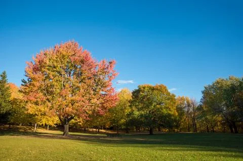 Maple tree in autumn colors on Mount-Royal in Montreal, Canada. Stock Photos