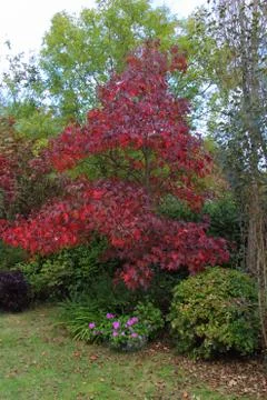 Maple tree with autumn colors Stock Photos