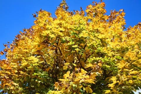 Maple tree in the autumn fall colour with golden leaves and a clear blue sky 库存照片