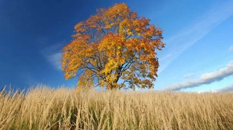 Maple tree in autumn 스톡 동영상 8765169