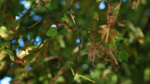 Maple Tree in Autumn 스톡 동영상 11895392