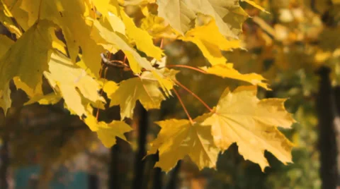 Maple tree in autumn Stock Footage 31301813