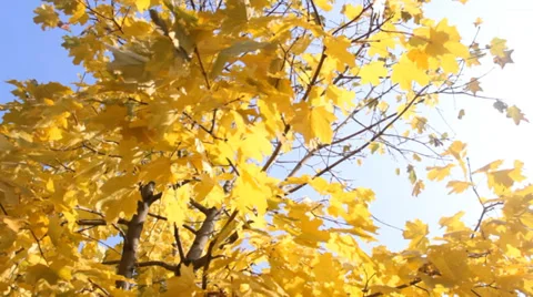 Maple tree in autumn Stock Footage 31302140