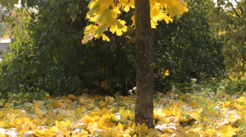 Maple tree in autumn Stock Footage 31302251