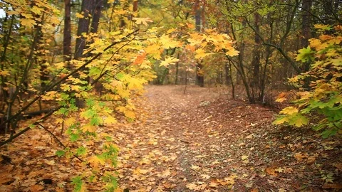 Maple tree in the autumn forest and ground road 스톡 동영상 117864043