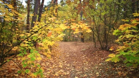 Maple tree in the autumn forest and ground road covered by a leaves Vídeos de archivo 118696269
