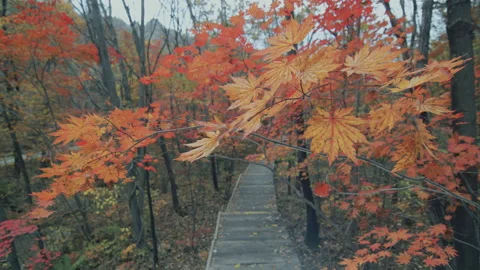 Maple Tree Autumn Leaves , Dandong, China Stock Footage 140367261
