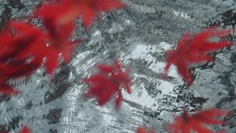 Maple Tree Autumn Leaves ，Stream Stock Footage 140390125