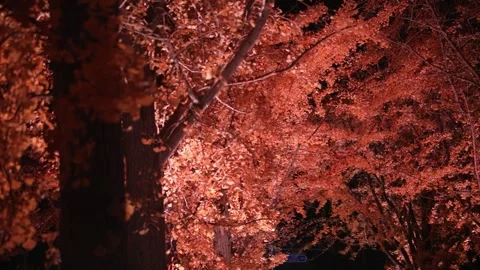 Maple Tree of Autumn Night 스톡 동영상 303049479