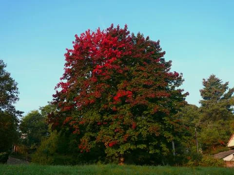 Maple tree in autumn Stock Photos