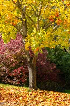Maple tree in autumn Foto stock