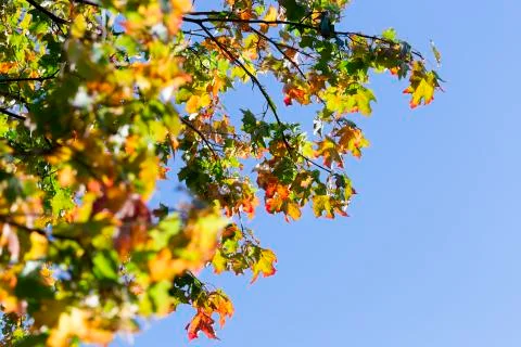 Maple Tree in Autumn Stock Photos