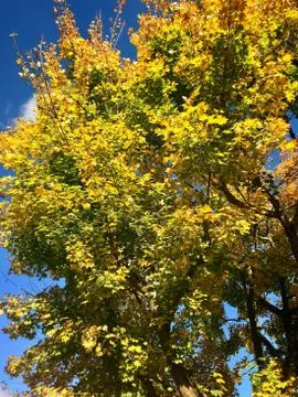 Maple tree in autumn Stock Photos