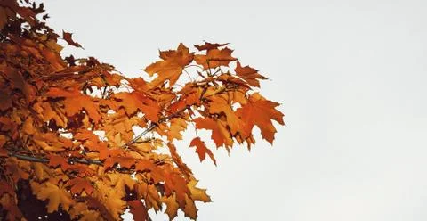 Maple tree in autumn Stock Photos