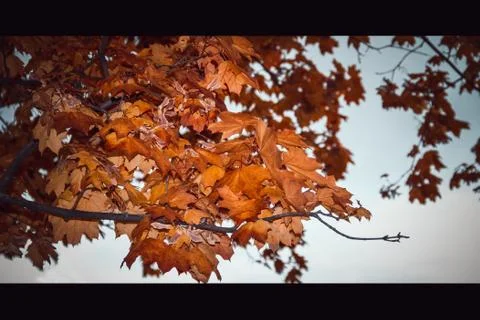 Maple tree in autumn Stock Photos
