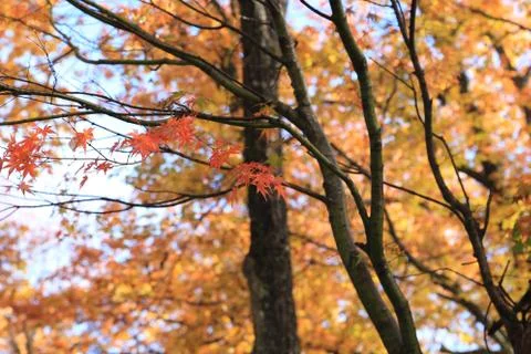 Maple tree in Autumn Stock Photos