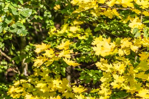 Maple tree in autumn Stock Photos