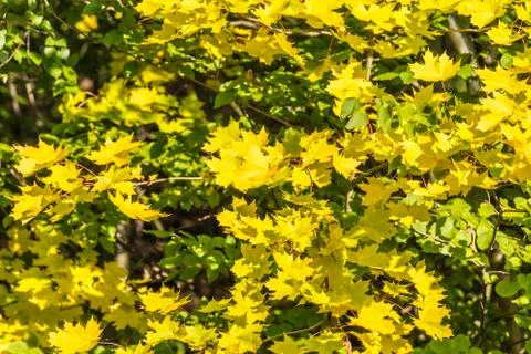 Maple tree in autumn Stock Photos