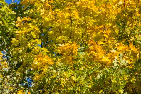 Maple tree in autumn Stock Photos